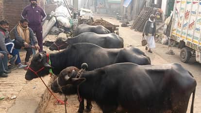 66000 buffaloes reduced in Hathras in five years