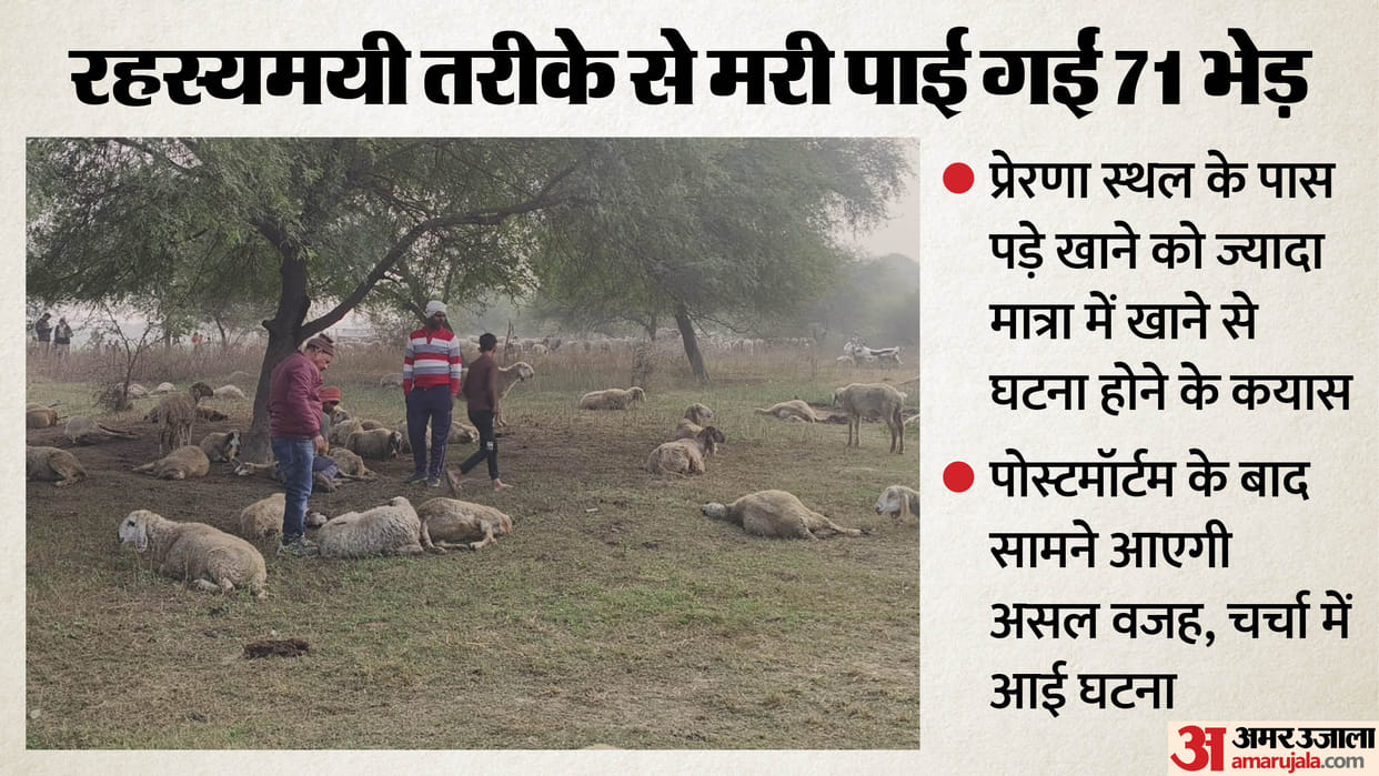 CM Yogi ordered financial assistance of 10,000 per sheep and investigation of death of 71 sheep in Lucknow