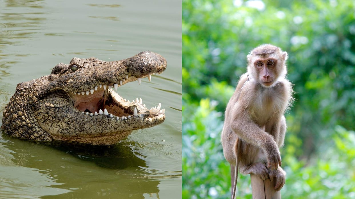 Entire Monkeys group enters the river to save their companion from a crocodile video goes viral
