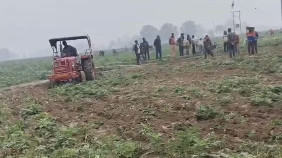 Farrukhabad: Desperate farmer plows under two bighas of potato crop due to economic downturn