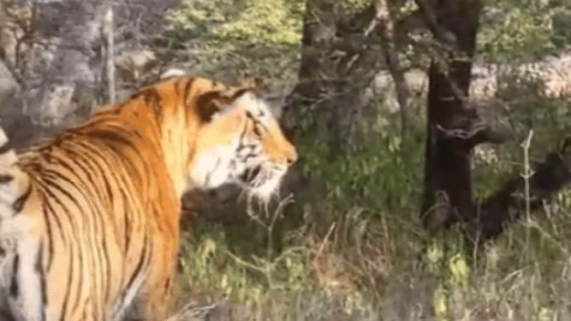 इलाके की लड़ाई में मां-बेटी के बीच संघर्ष