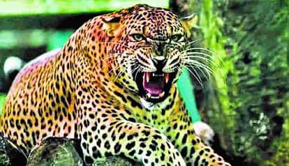 A leopard was spotted in Dhari block of Nainital district, but it remains elusive to the forest department