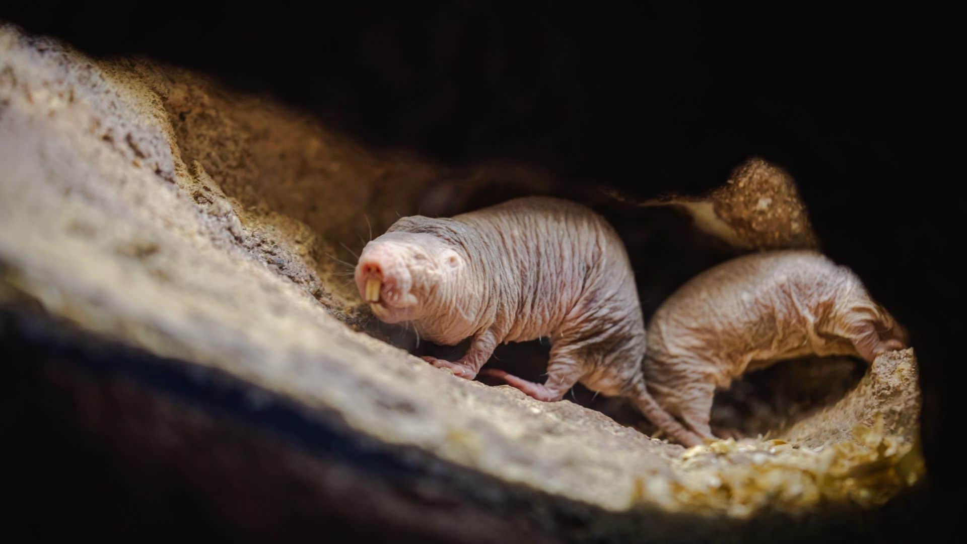 Zara Hatke most weird creatures in the world which look shocked you Weird News