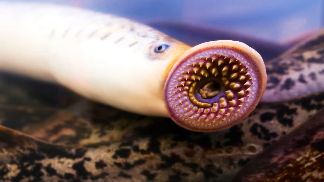 Zara Hatke most weird creatures in the world which look shocked you Weird News