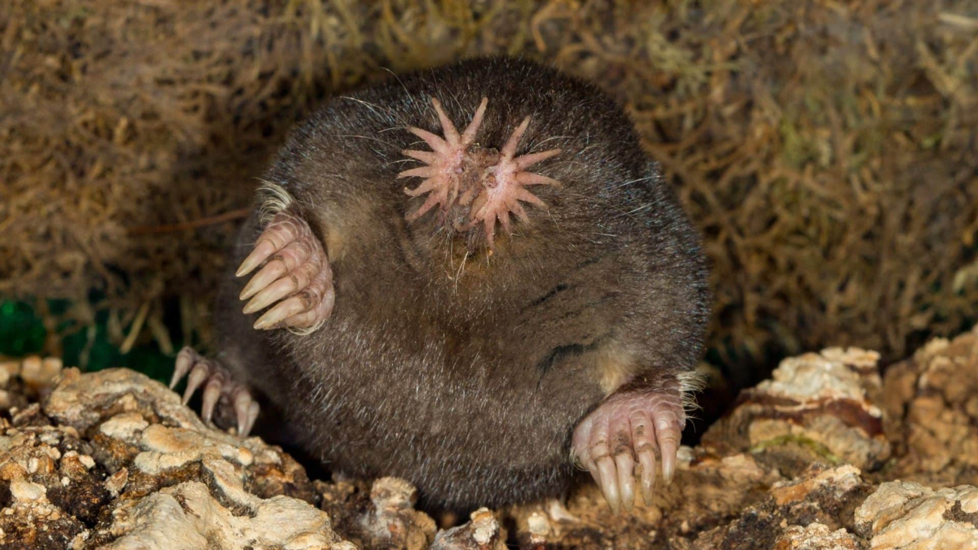 Zara Hatke most weird creatures in the world which look shocked you Weird News