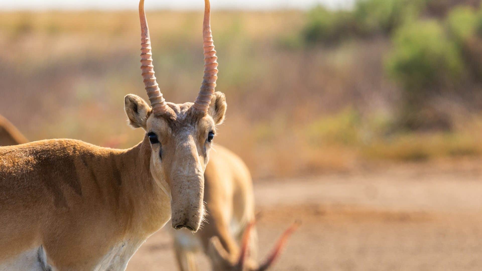 Zara Hatke most weird creatures in the world which look shocked you Weird News