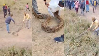 15-foot-long python spotted in village forest department team rescued and Left in jungle in bhadohi