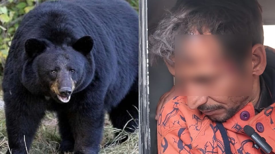 Tehri News Bear Attack on man going to forest to cut grass  admitted to hospital