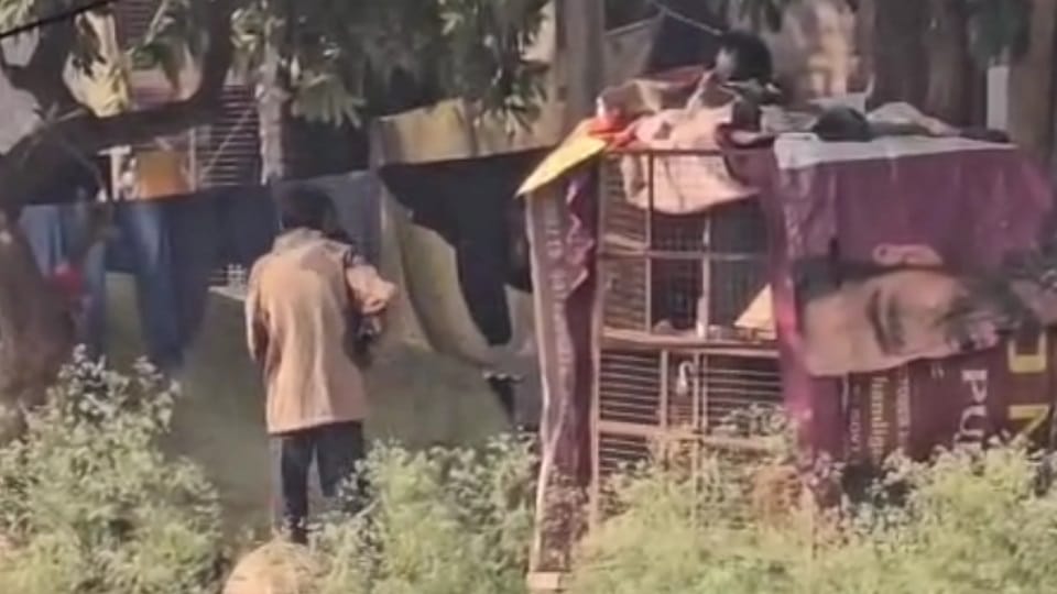 Liquor sold from chicken cage in public park near EWS colony in Chandigarh Sector 49