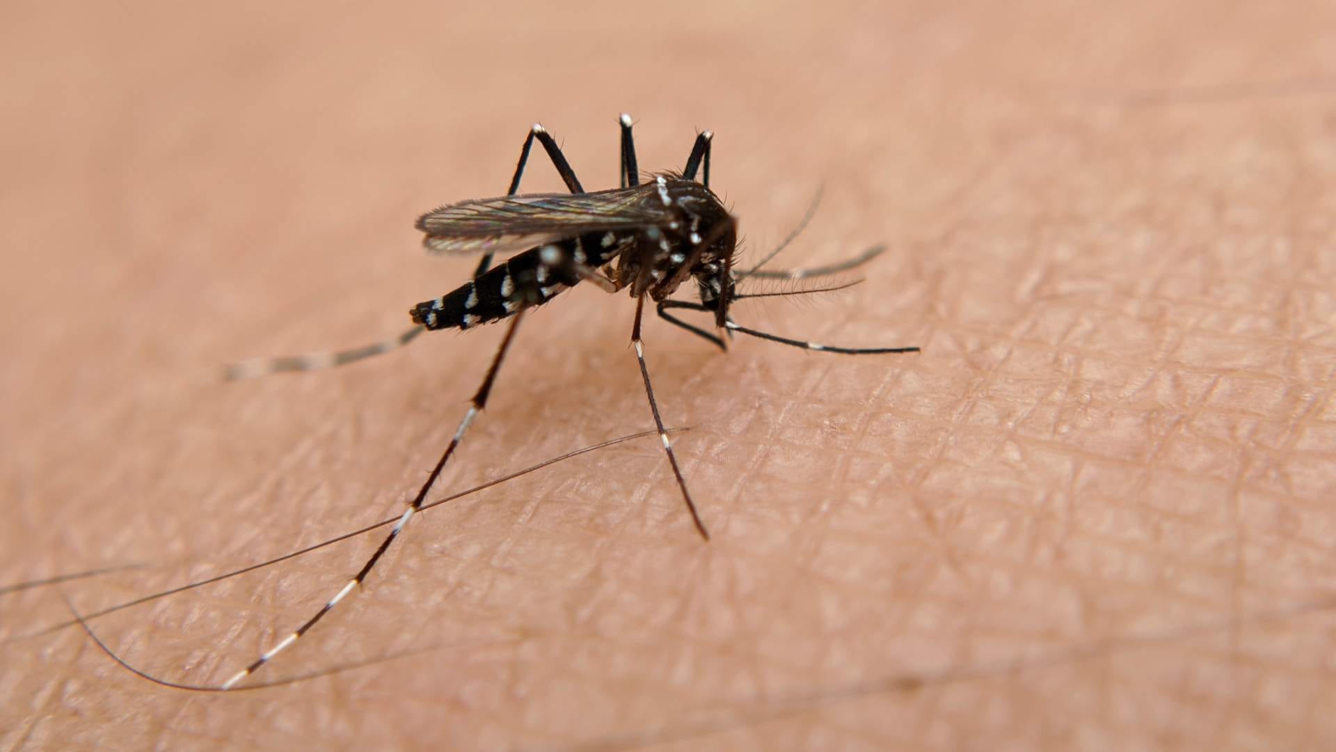 Dubai uae mosquito menace people were so worried that the government had to issue an alert