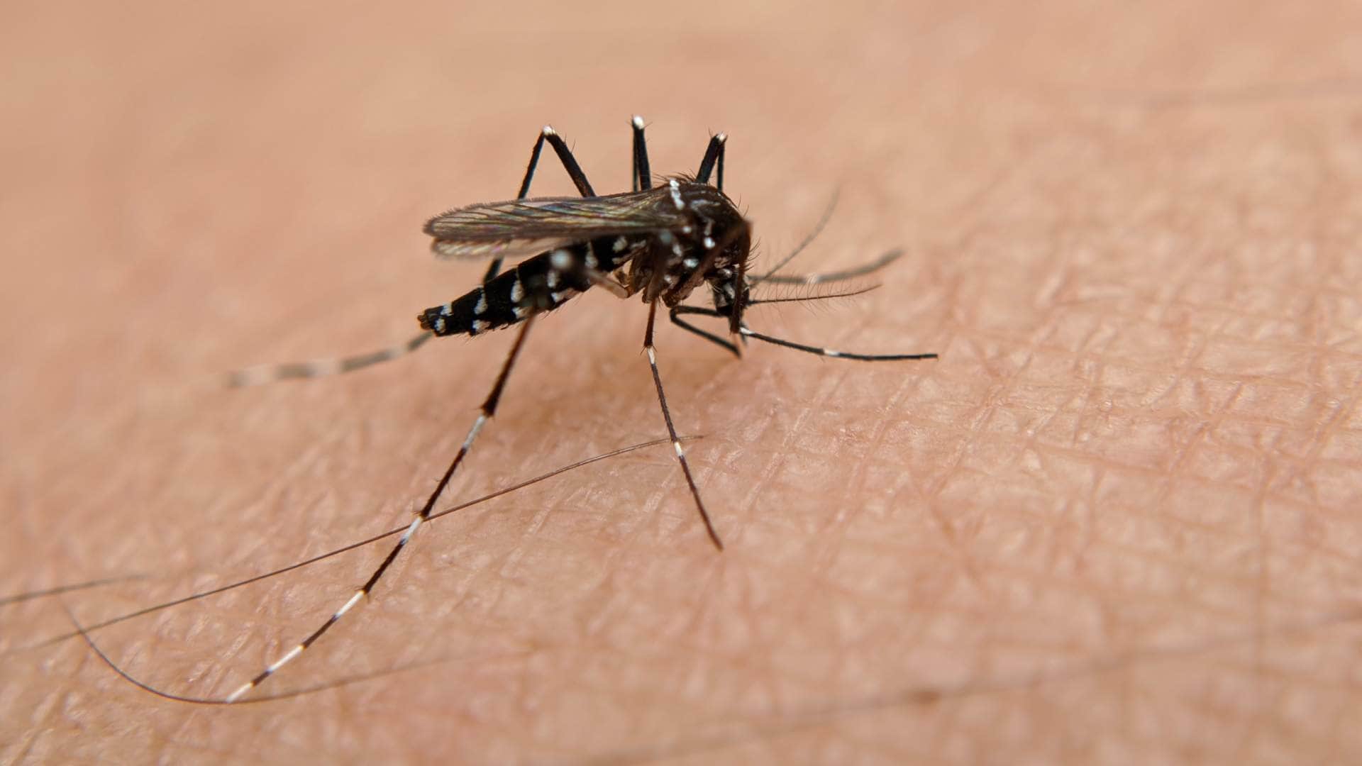 mosquito diseases risk worldwide why mosquitoes are spreading globally