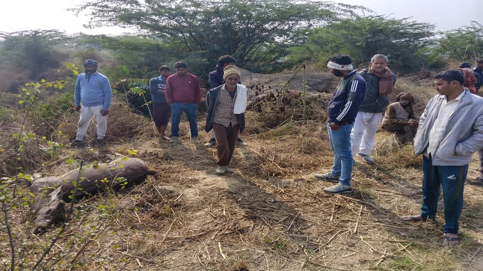 carcass of sambar deer was found in nasirpur forest in firozabad