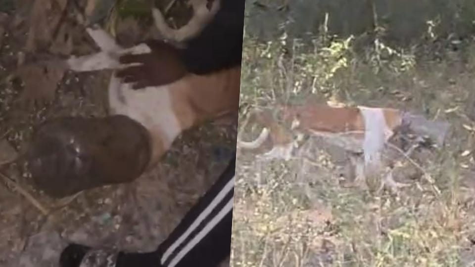 dog's head was stuck in a plastic container; villagers rescued it