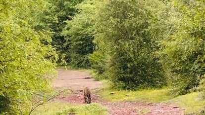 Bundi News: Suspected death of a panther in Ramgarh Vishdhari Tiger Reserve.