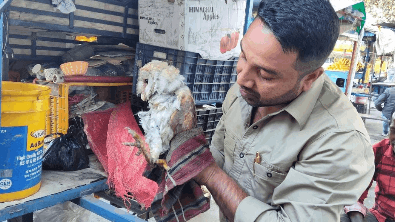 जख्मी उल्लू का रेस्क्यू