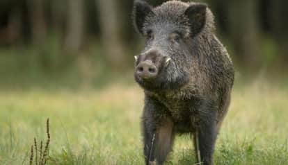 wild boar reached the courtyard; the nephew fired a shot to save the child, injuring his uncle in the process