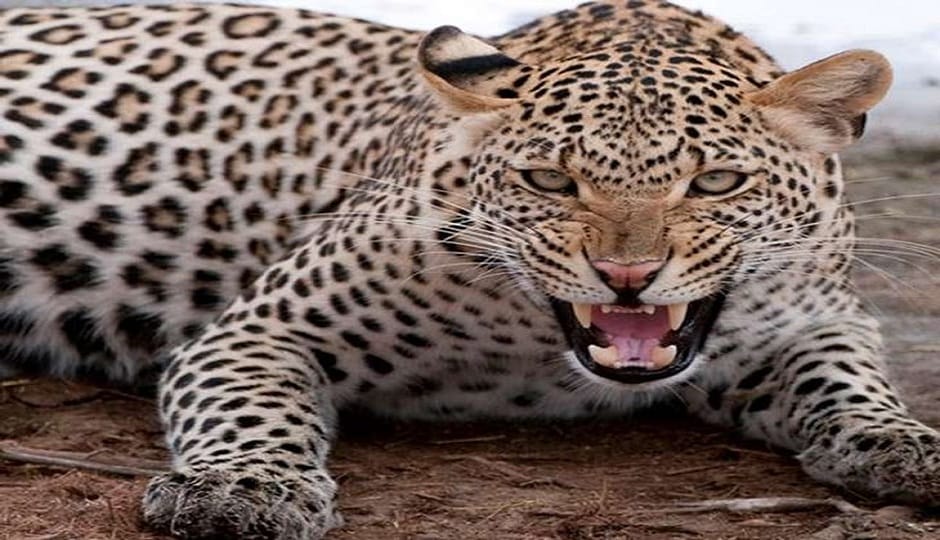 Even after deploying drones and trap cameras, the leopard could not be found