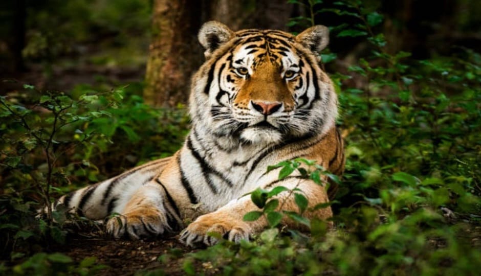 This is the first time a tiger census is being conducted in a hilly region