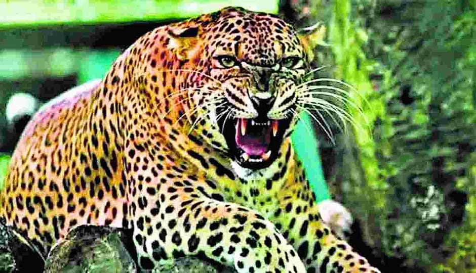 The fear persists; the whereabouts of the ferocious leopard remain unknown