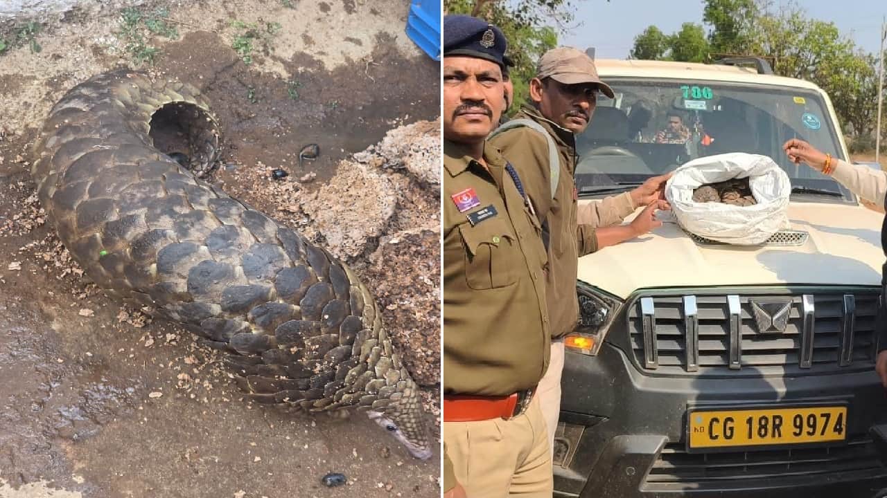 टीम ने तस्करी के लिए ले जाया जा रहा दुर्लभ वन्य प्राणी पेंगोलिन पकड़ा