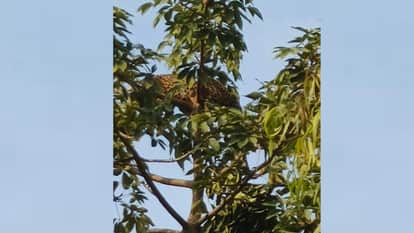 Bahraich: Leopard strayed from the forest and reached the populated area