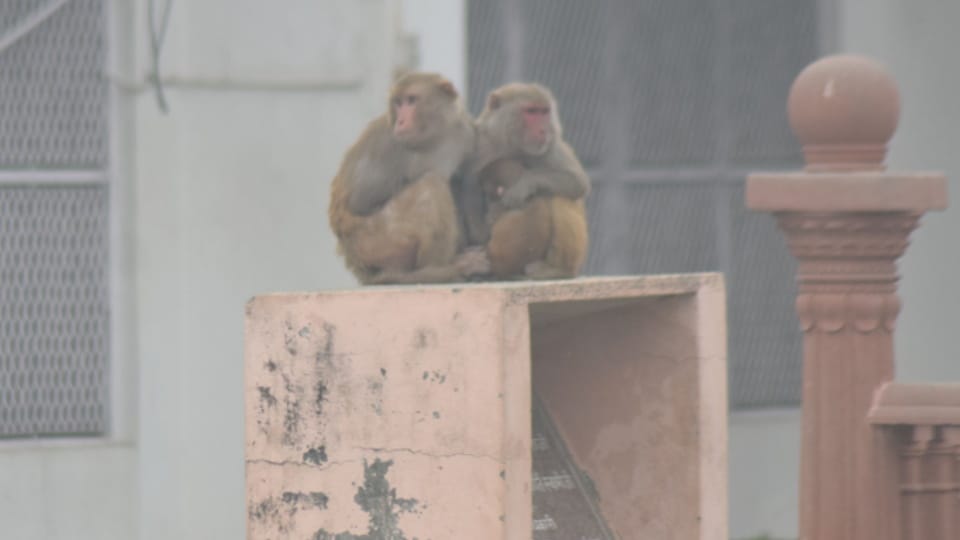 Cold Wave & Dense Fog Grip Meerut, Humans and Animals Struggle for Warmth