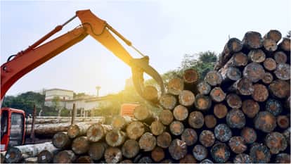 Panchkula Asrewali forest Check Posts Removed Amidst Felling of 1104 Trees