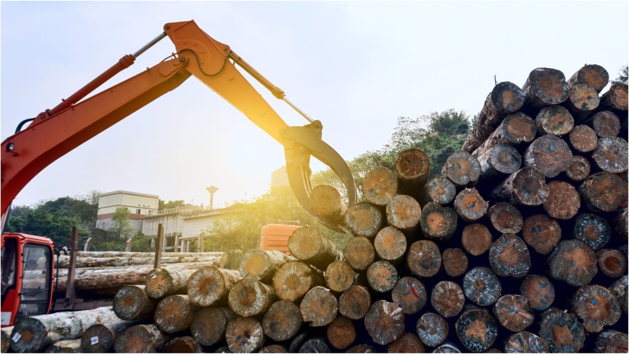 Panchkula Asrewali forest Check Posts Removed Amidst Felling of 1104 Trees