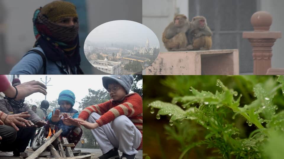 Cold Wave & Dense Fog Grip Meerut, Humans and Animals Struggle for Warmth