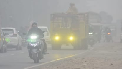 Cold Wave & Dense Fog Grip Meerut, Humans and Animals Struggle for Warmth
