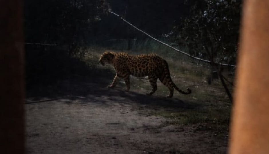 A leopard was in the courtyard; the young man who came outside hid back inside the house