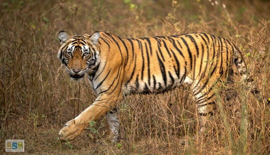 Incidents of tiger and bear attacks are increasing in the Kumaon region