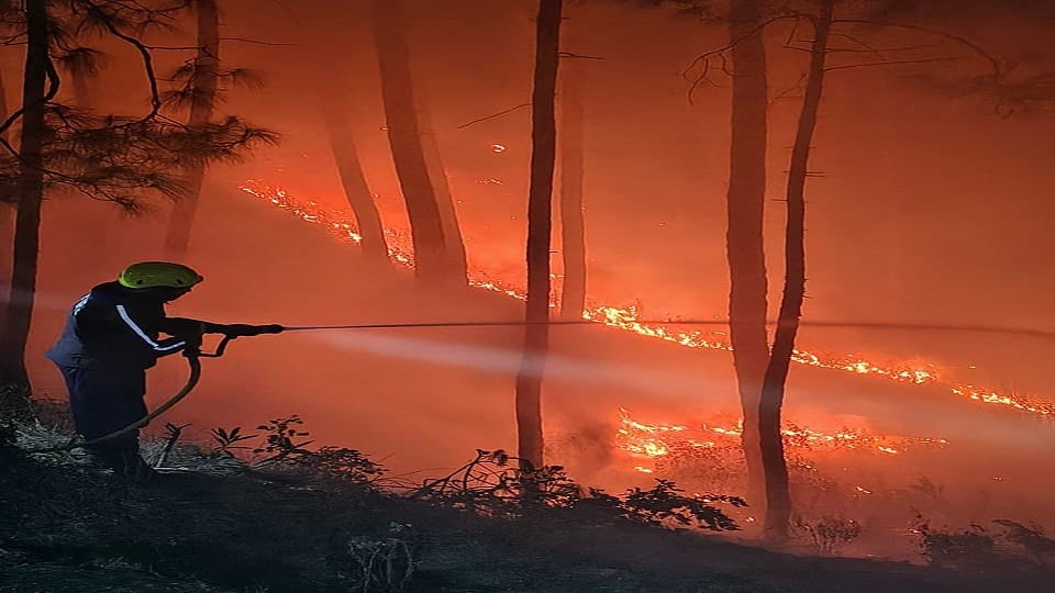 The fire in the forests of Almora has caused extensive damage to forest resources