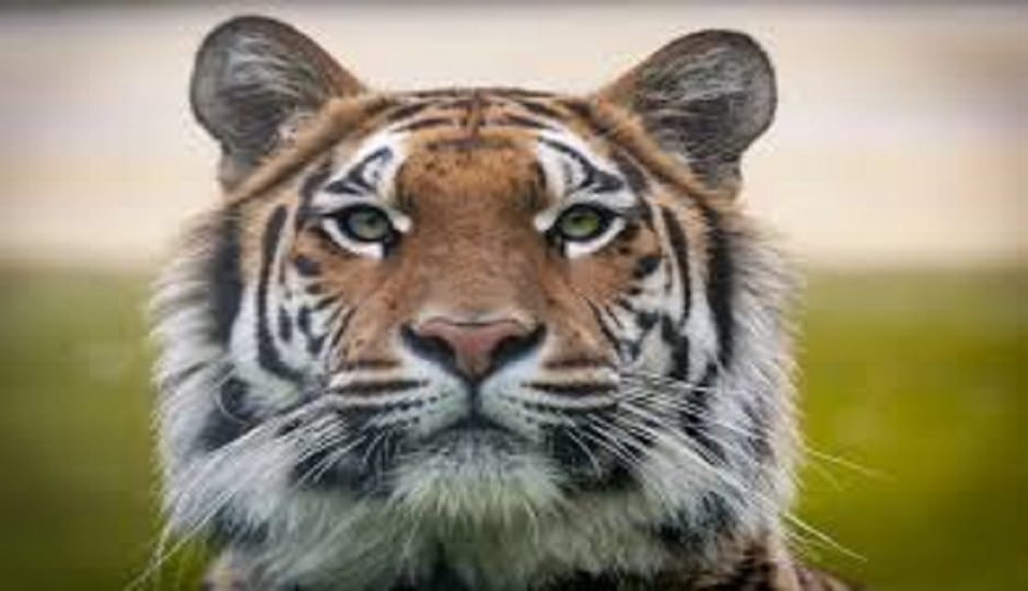 Permission granted to capture the tiger that killed the elderly woman in ramnagar
