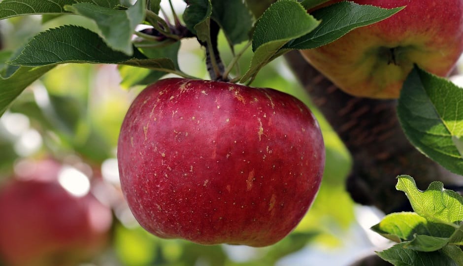 The dormant sweetness of the apples will awaken as soon as they are covered with a blanket of snow