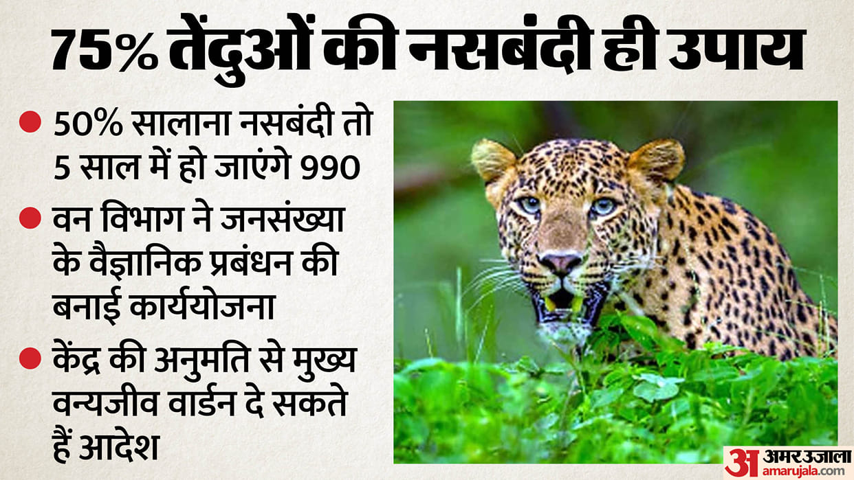 UP: Leopards are reaching every street... preparations are underway for sterilization; 444 leopards have been