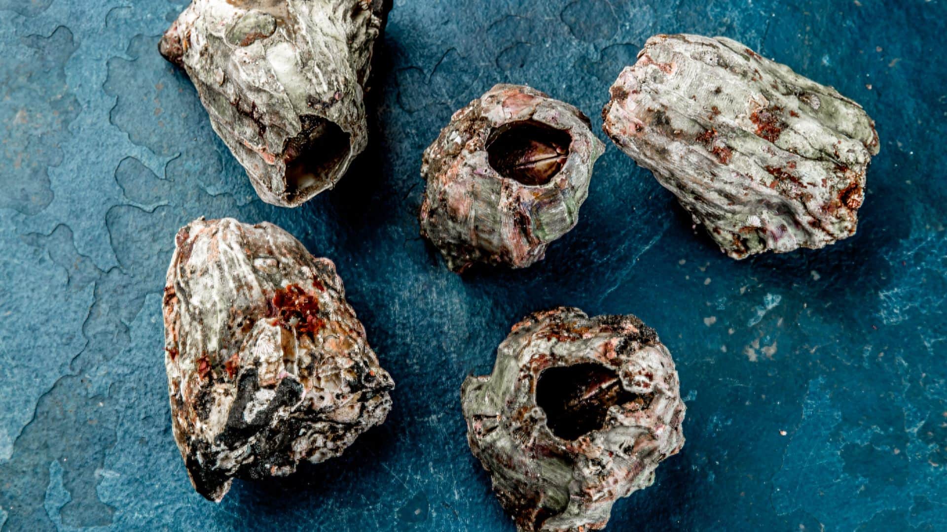 Mysterious Stone That Bleeds When Cut Know Truth Behind Interesting Facts in Hindi