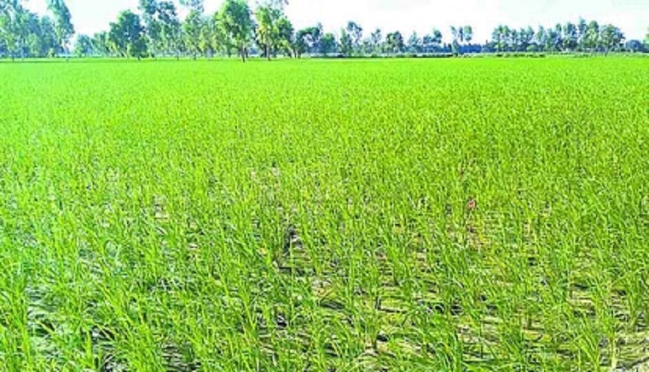 Farmers are disappointed due to the lack of rain in pithoragarh
