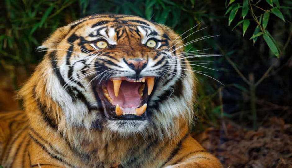 This is the second death in two days due to a tiger attack in Ramnagar