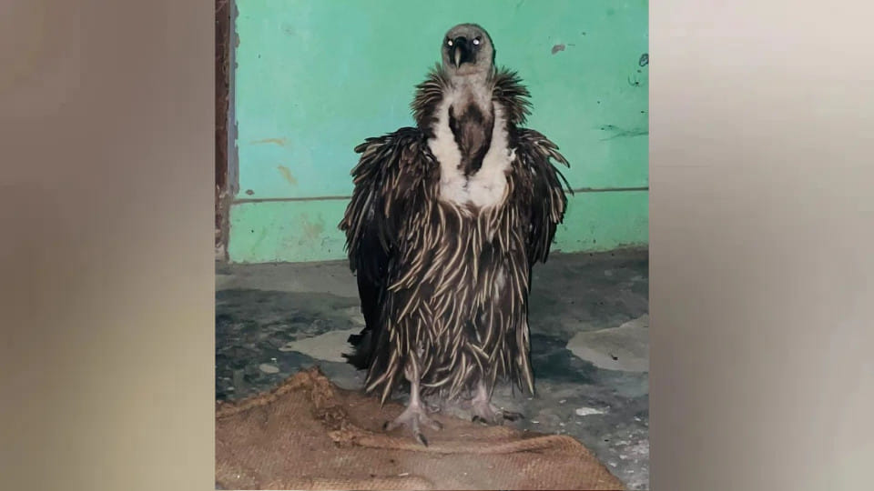 An injured vulture was found in Sikta village of Khesraha forest range in Siddharthnagar.