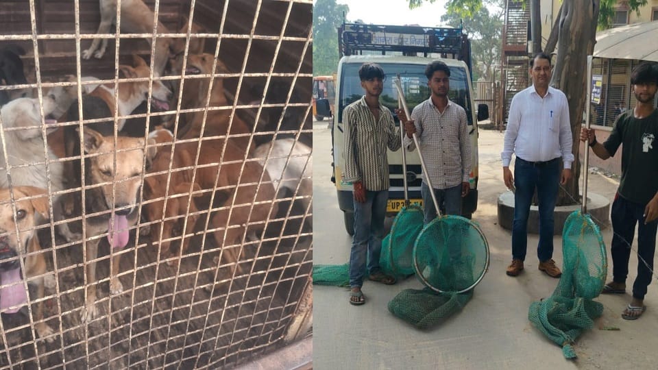 Stray dogs were roaming in wards of SN College, 13 caught