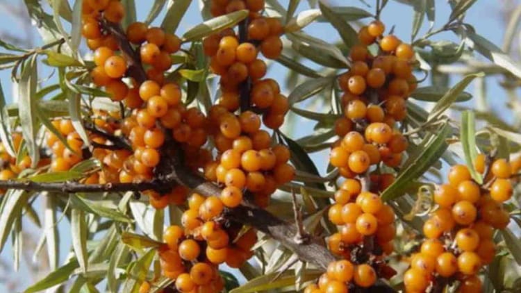 Uttarakhand: प्रदेश में होगी सीबकथोर्न की खेती, किसानों की आर्थिकी सुधारेगा, बड़े पैमाने पर उत्पादन की योजना