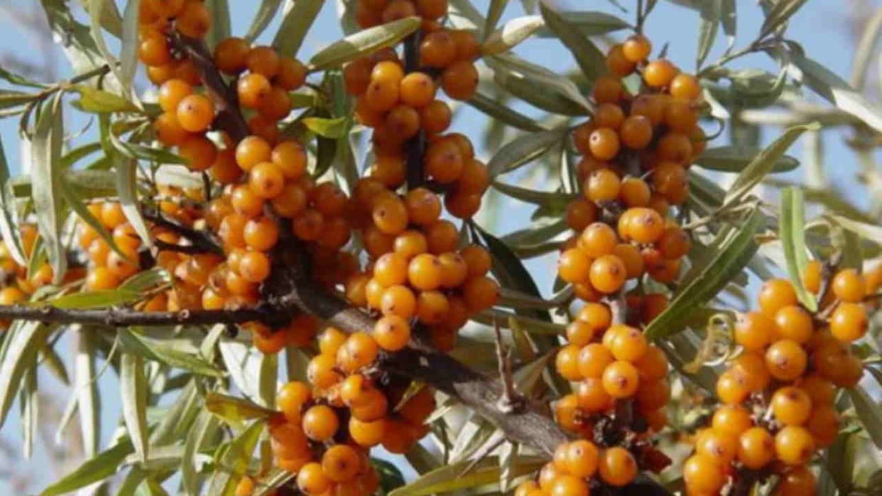 Seabuckthorn cultivation to begin in Uttarakhand will improve farmers economic condition in Himalayan region