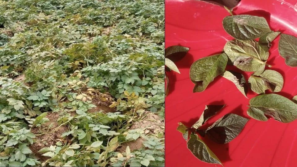 Potato crop affected by Jhulsa rog