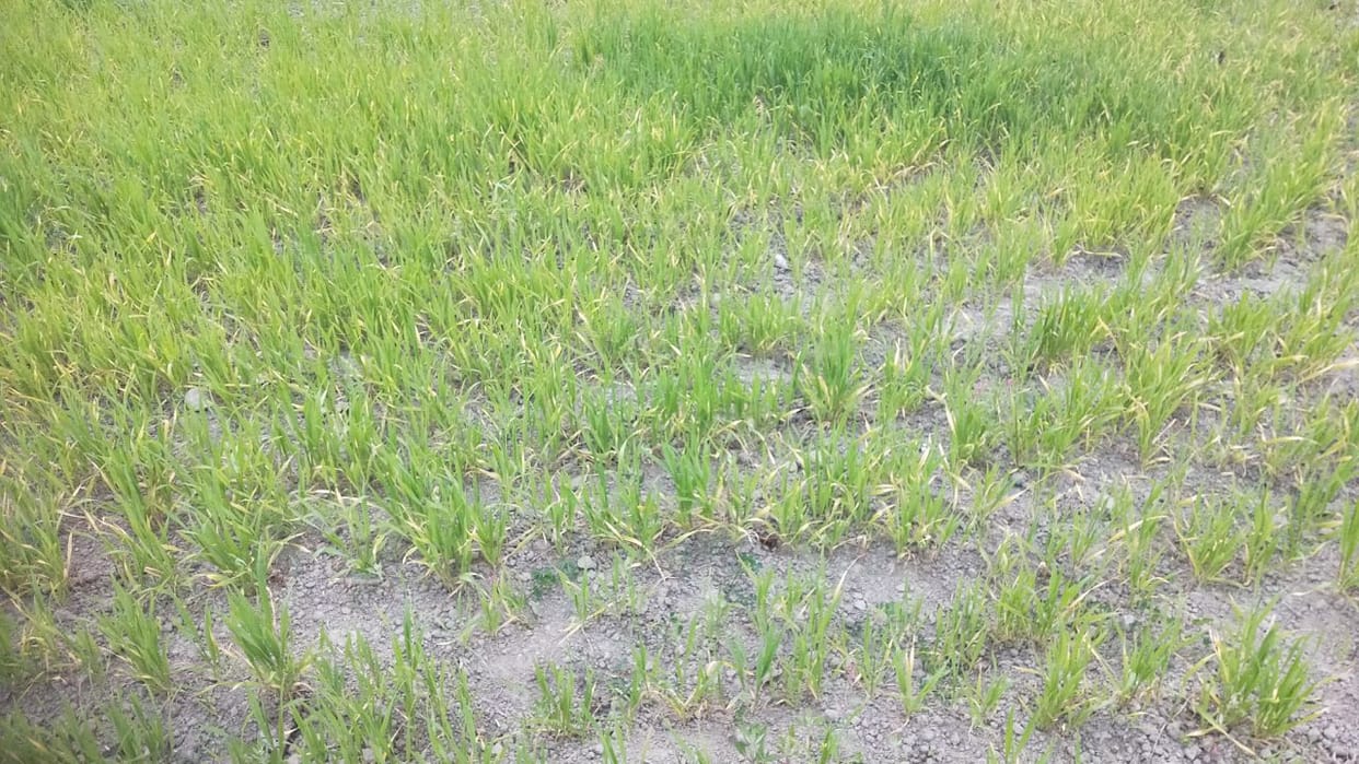 Himachal Agriculture in crisis wheat crop destroyed in 3087 hectares due to drought