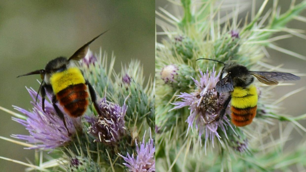 Climate crisis is killing the buzz: bumblebees survival under threat