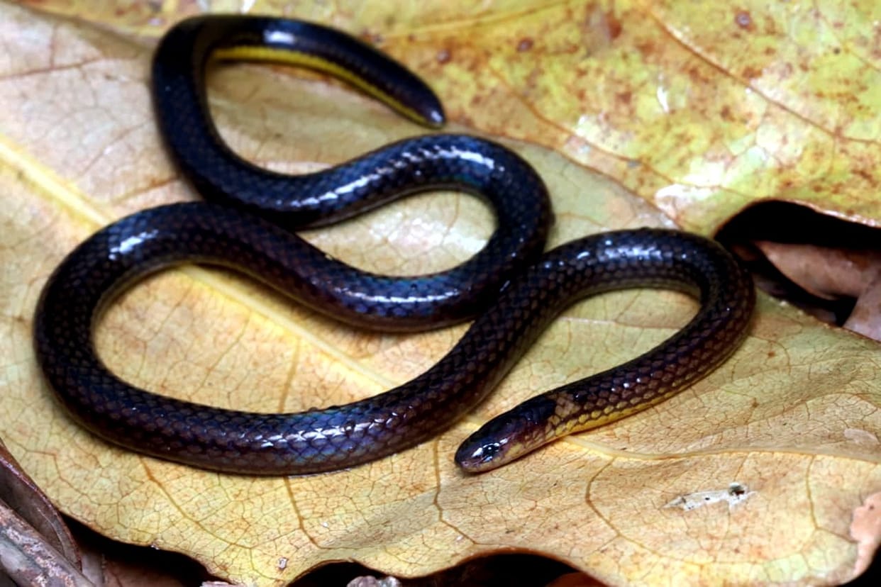 New reed snake species identified in Mizoram