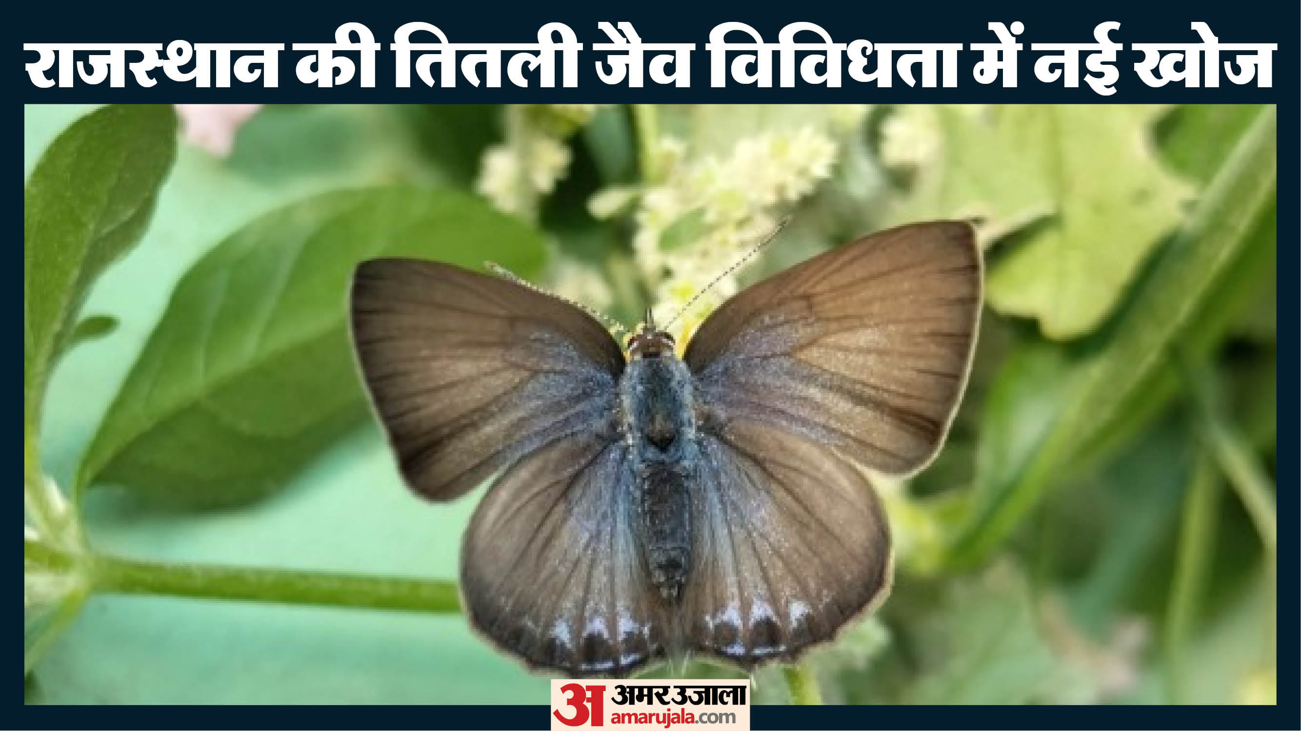 सलूंबर में पॉइंटेड सिलिएट ब्लू दुर्लभ तितली मिली