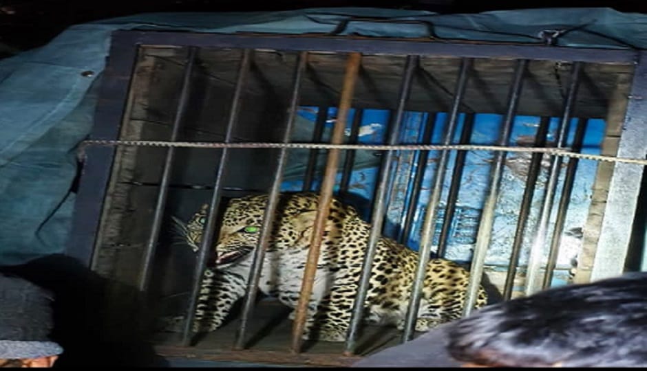 A leopard has been trapped in a cage in Paharpani; samples will be sent for testing to determine if it is a ma