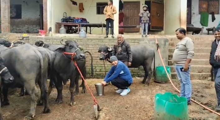Kanpur Satish Mahana morning walk gifts of concrete roads and streetlights he also milking a buffalo